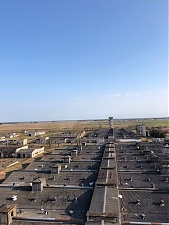 181105_pigs_lt.jpg
