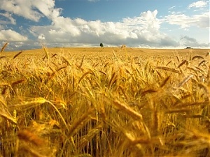 200928_wheat.jpg