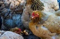 ЕС приостановил импорт мяса птицы из Украины ЕС приостановил импорт мяса птицы из Украины