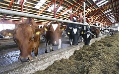 Эстонские коровы увеличили надои Эстонские коровы увеличили надои