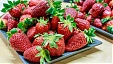 Офисные работники Tere и Farmi вышли на сбор клубники Офисные работники Tere и Farmi вышли на сбор клубники