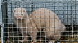 Коронавирус выявлен на норочьей ферме в Йонавском районе Литвы Коронавирус выявлен на норочьей ферме в Йонавском районе Литвы