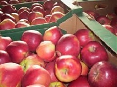 Литовские производители яблок не могу конкурировать с импортом 