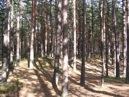 111028_sosni_sles_jurm.jpg