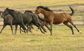 060813horses.jpeg