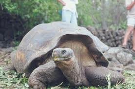 140724_ninja_turtle.jpg