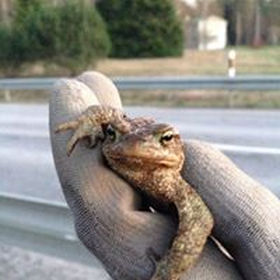 170404_safe_frog.jpg
