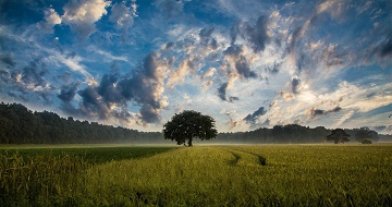 180726_tree.jpg