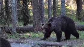 190621_bear.jpg