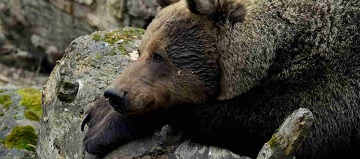 190712_bear.jpg