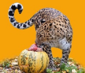 201028_pumpkin.jpg