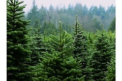 В лесах Рижского самоуправления нельзя рубить елки к Рождеству