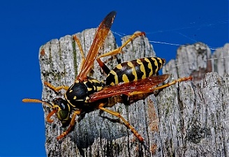 180806_sersen.jpg
