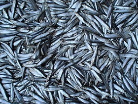 190408_sprat.JPG