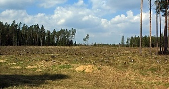 190617_forestLV.jpg