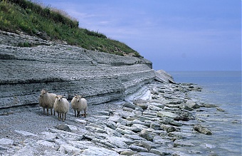 180810_osmusaar.jpg