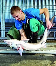 Латвия в области выращивания осетровых обладает know-how, которых нет ни в одной другой стране мира. Латвия в области выращивания осетровых обладает know-how, которых нет ни в одной другой стране мира.